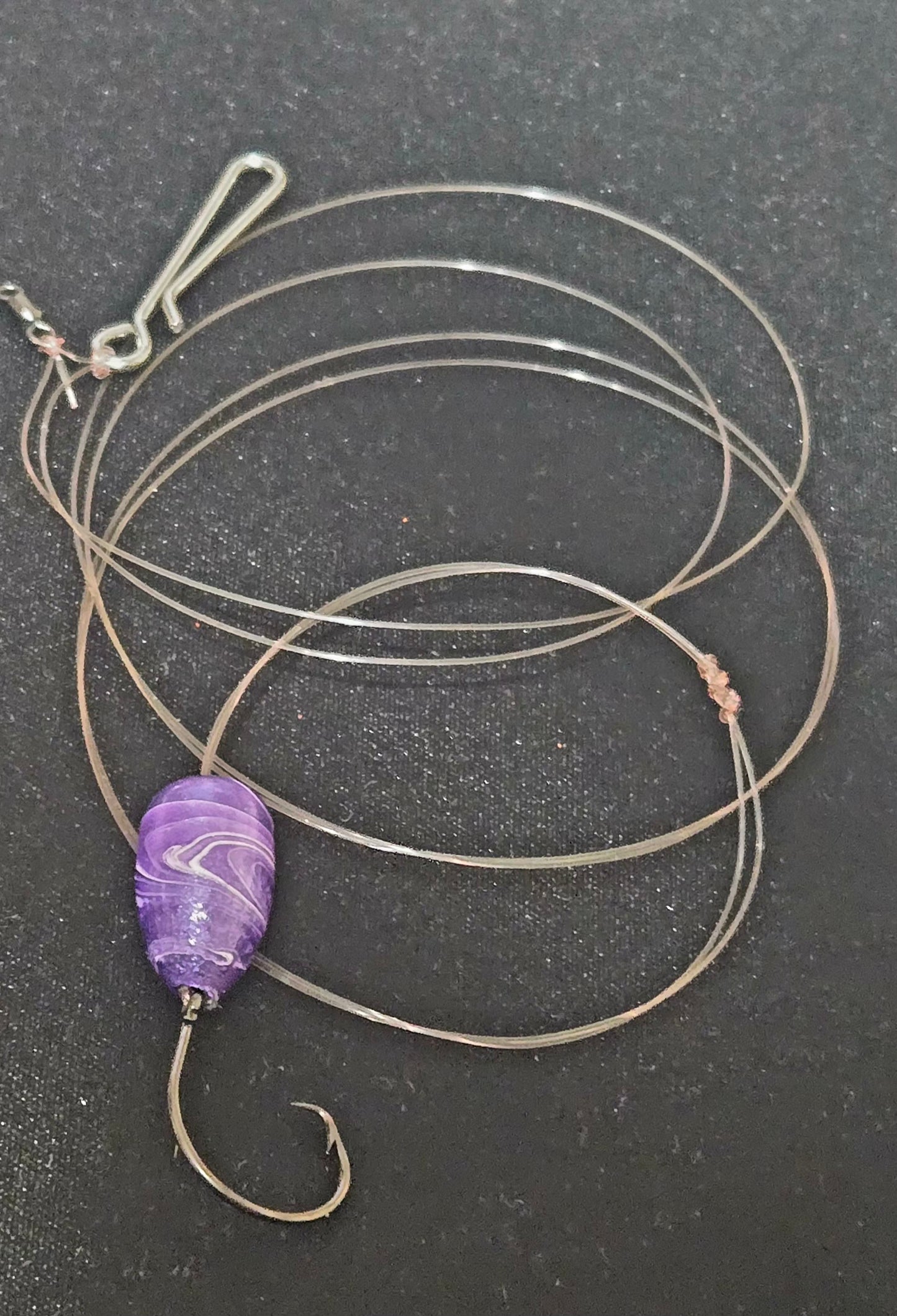 Coquina Clam 🔥DYNAMIC🔥