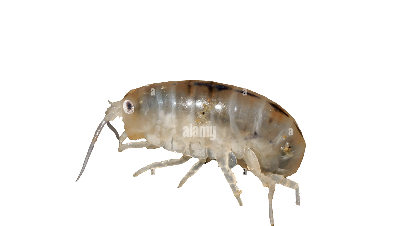 Soft Sand Flea with Eggs