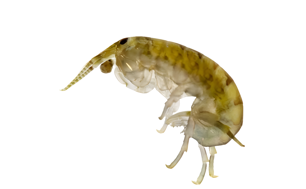 Soft Sand Flea with Eggs