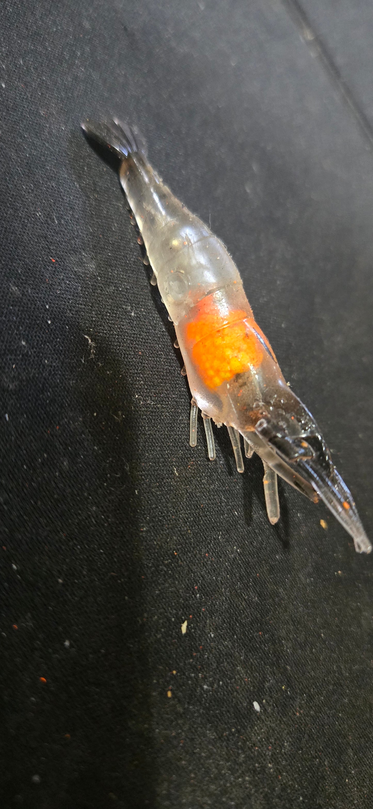 💲 Ghost Shrimp Float Rigs "Rattler" & VooDoo