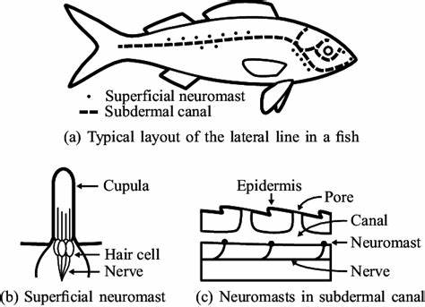 Yes! Fish have a Sixth Sense