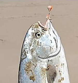 (FLOATING HOOK) "PHAT" Sand Flea with Eggs Pompano Rig