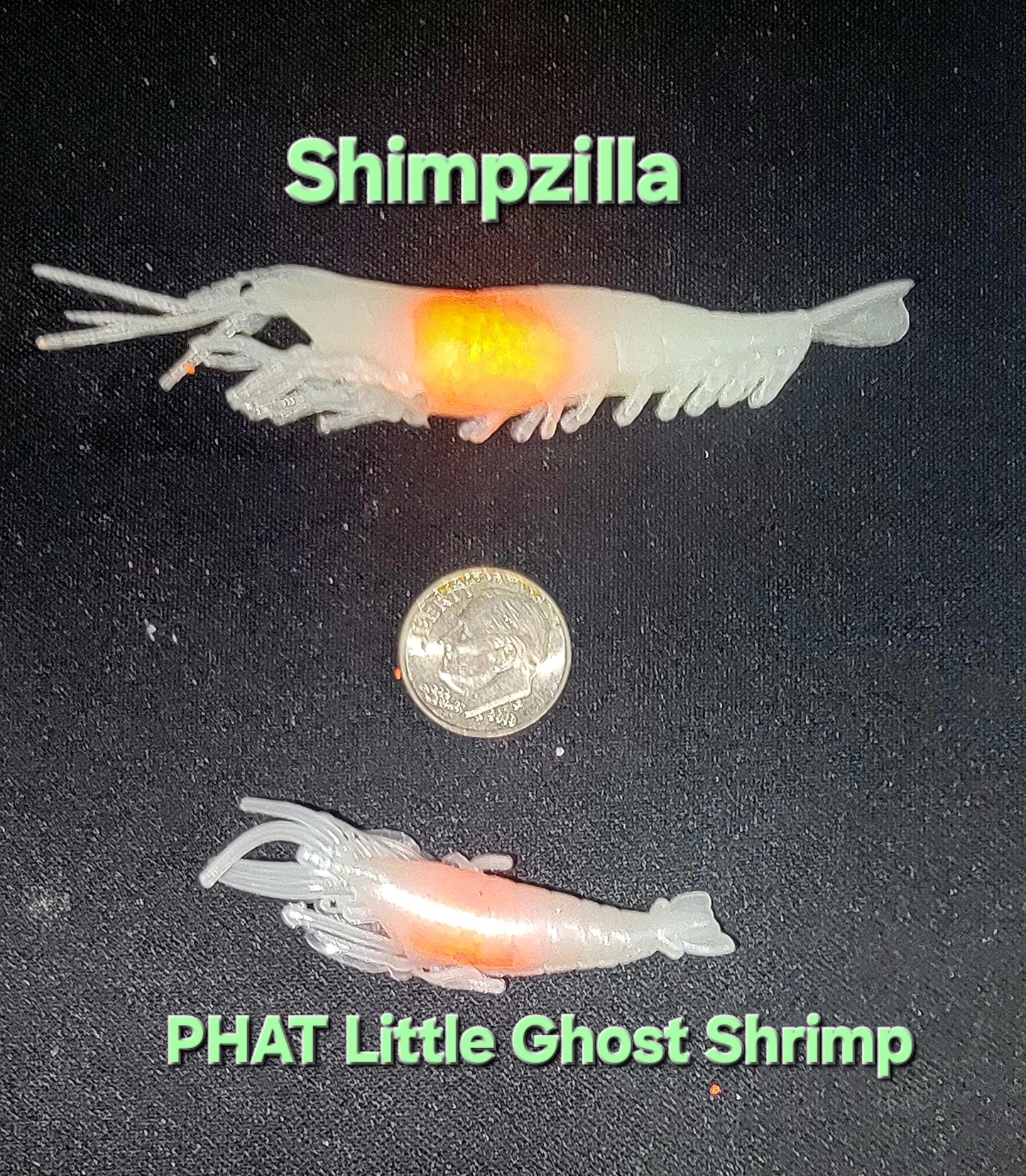 PHAT Little Ghost Shrimp