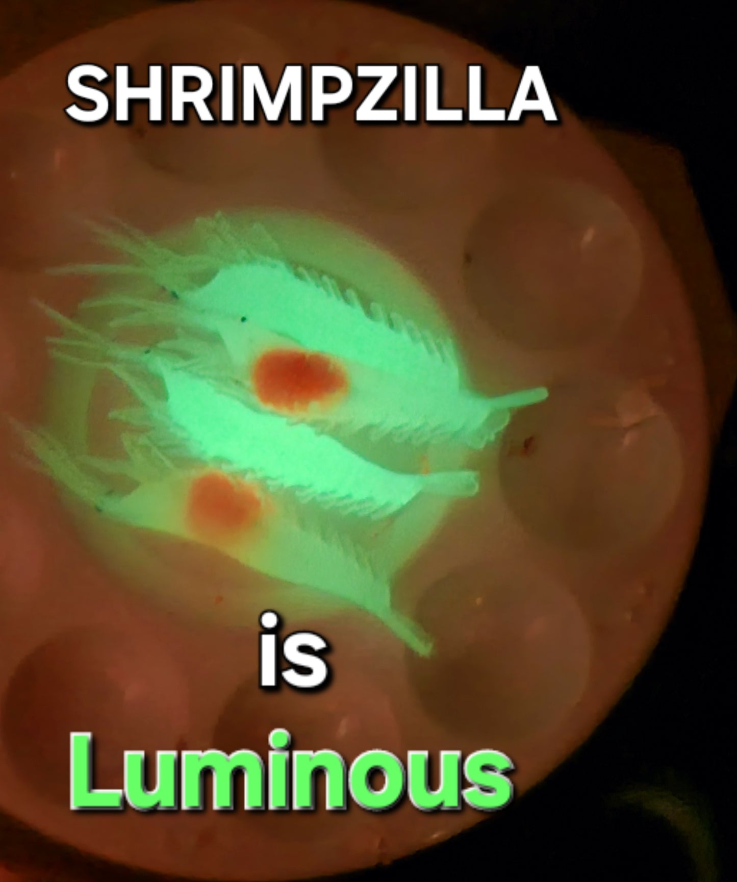 SHRIMPZILLA