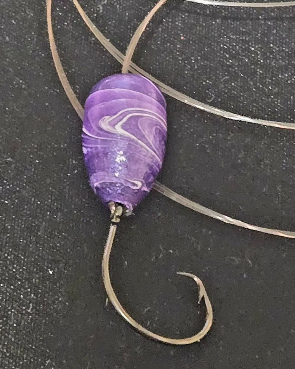 Coquina Clam   🔥DYNAMIC🔥