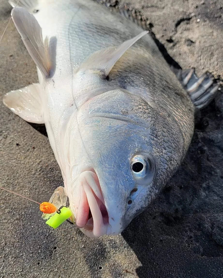 drum fishing lures Adam's Black Drum Rig & Secret Weapon