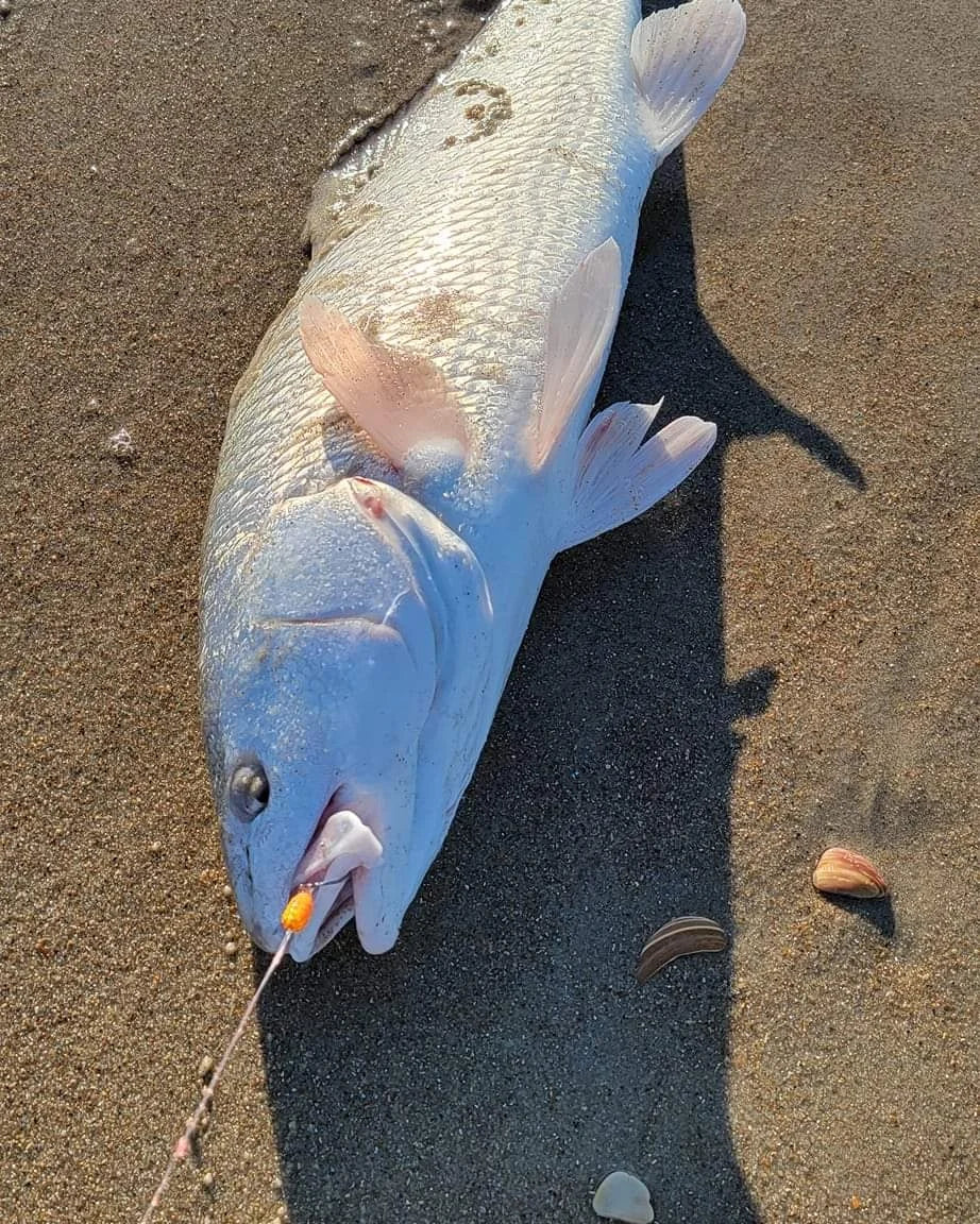 black drum fishing lures Adam's Black Drum Rig & Secret Weapon