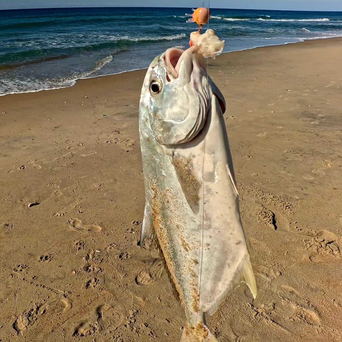 (Floating hook) PHAT SAND FLEA with LEGS & EGGS