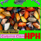 New for 2024  COQUINA CLAM ^HPH  High Position Hook -- You Select