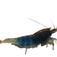 💲 Ghost Shrimp Float Rigs "Rattler" & VooDoo