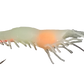 💲 Ghost Shrimp Float Rigs "Rattler" & VooDoo