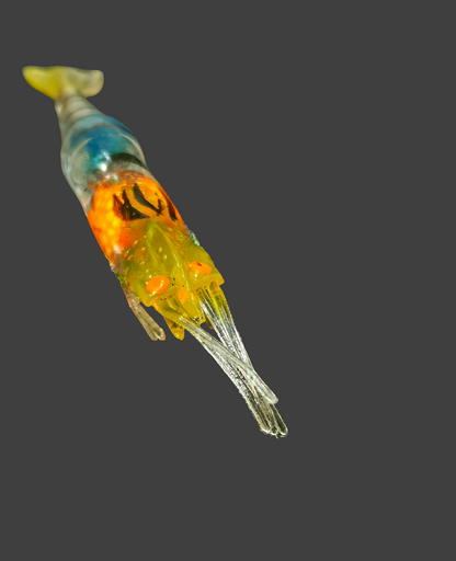 💲 Ghost Shrimp Float Rigs "Rattler" & VooDoo