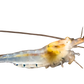 💲 Ghost Shrimp Float Rigs "Rattler" & VooDoo
