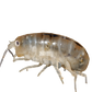 Soft Sand Flea  with Eggs