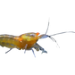 💲 Ghost Shrimp Float Rigs "Rattler" & VooDoo