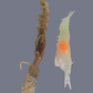 SHRIMPZILLA
