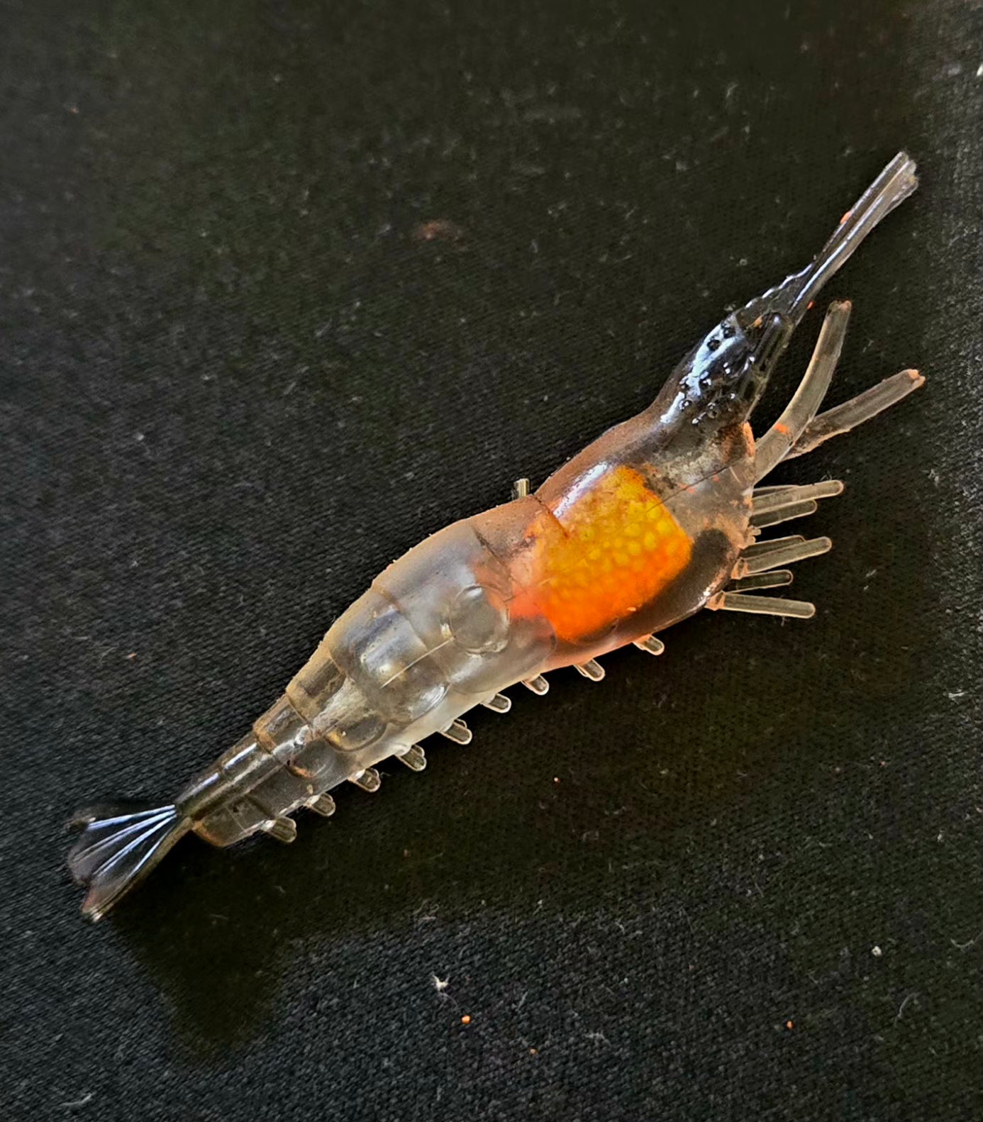 💲 Ghost Shrimp Float Rigs "Rattler" & VooDoo