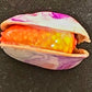 💲(Floating Clam) Lucas's Coquina Clam Rig
