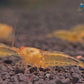 💲 Ghost Shrimp Float Rigs "Rattler" & VooDoo