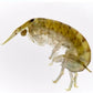 Soft Sand Flea  with Eggs