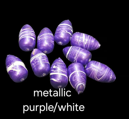 Coquina Clam   🔥DYNAMIC🔥