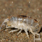 Soft Sand Flea  with Eggs