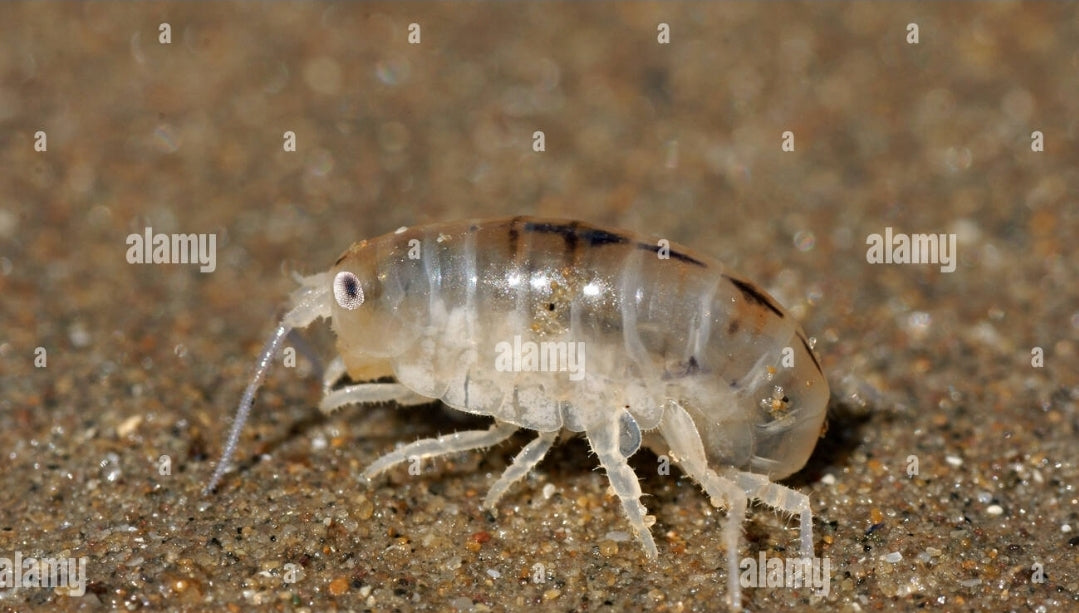 Soft Sand Flea  with Eggs
